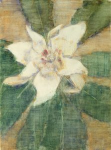 Magnolia Grandiflora (tempera, vászon)